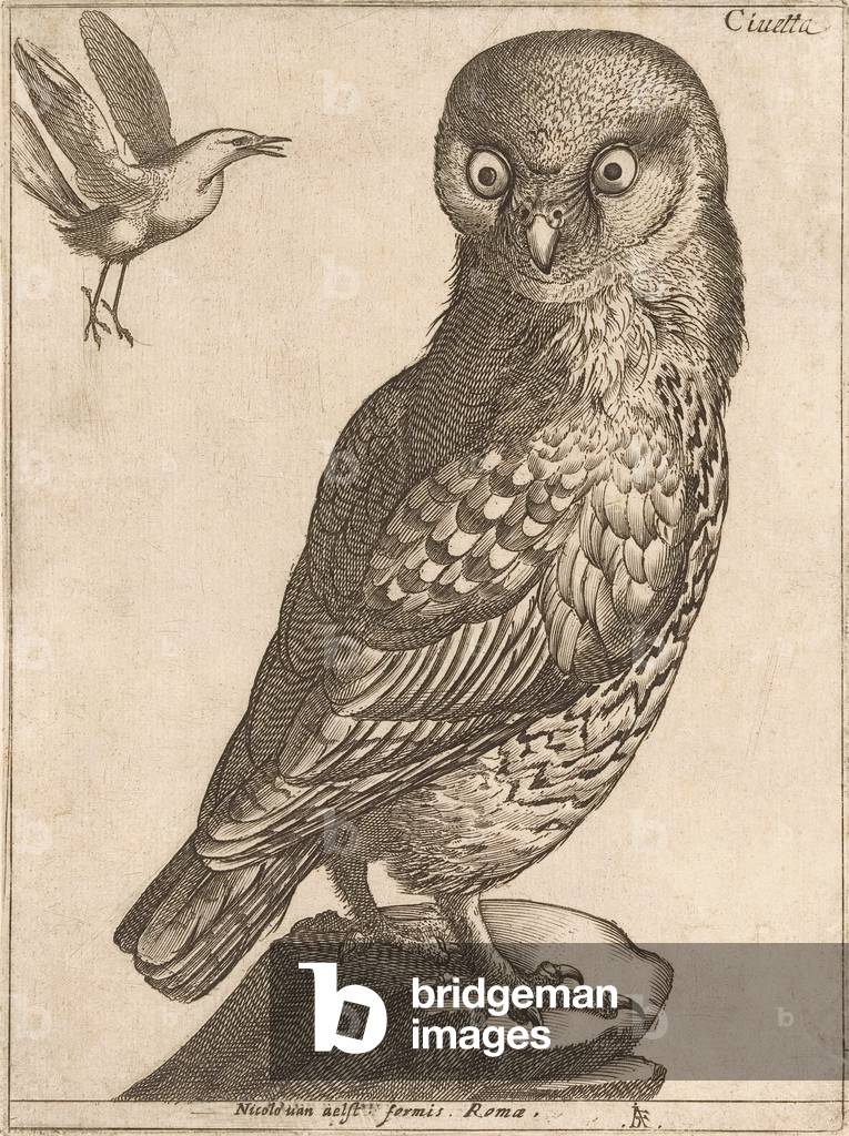An Owl.