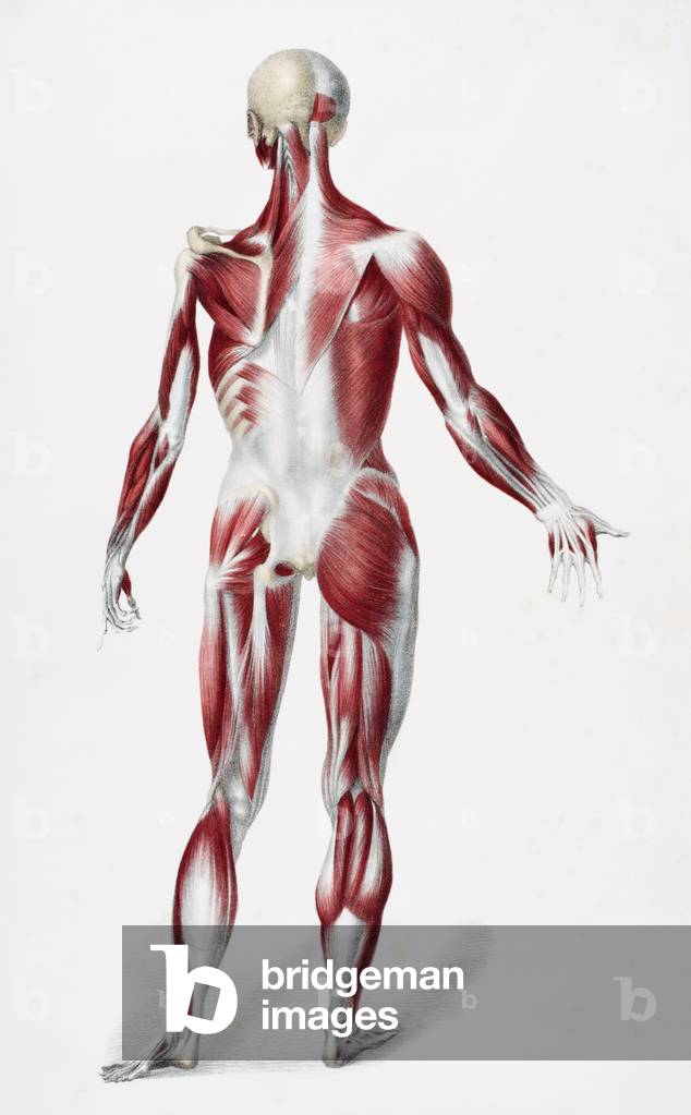 Back of the male human body showing muscles sinews and bones, from 'The Vessels of the Human Body', edited by Jones Quain and William Wilson, published by Taylor and Watson, London in 1837 (colour litho)