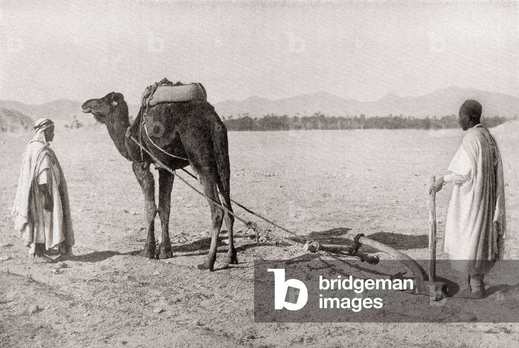 A camel plow being used in Algiers, Algeria, North Africa, in the early 20th century.  From The Living Animals of the World, published c.1920.