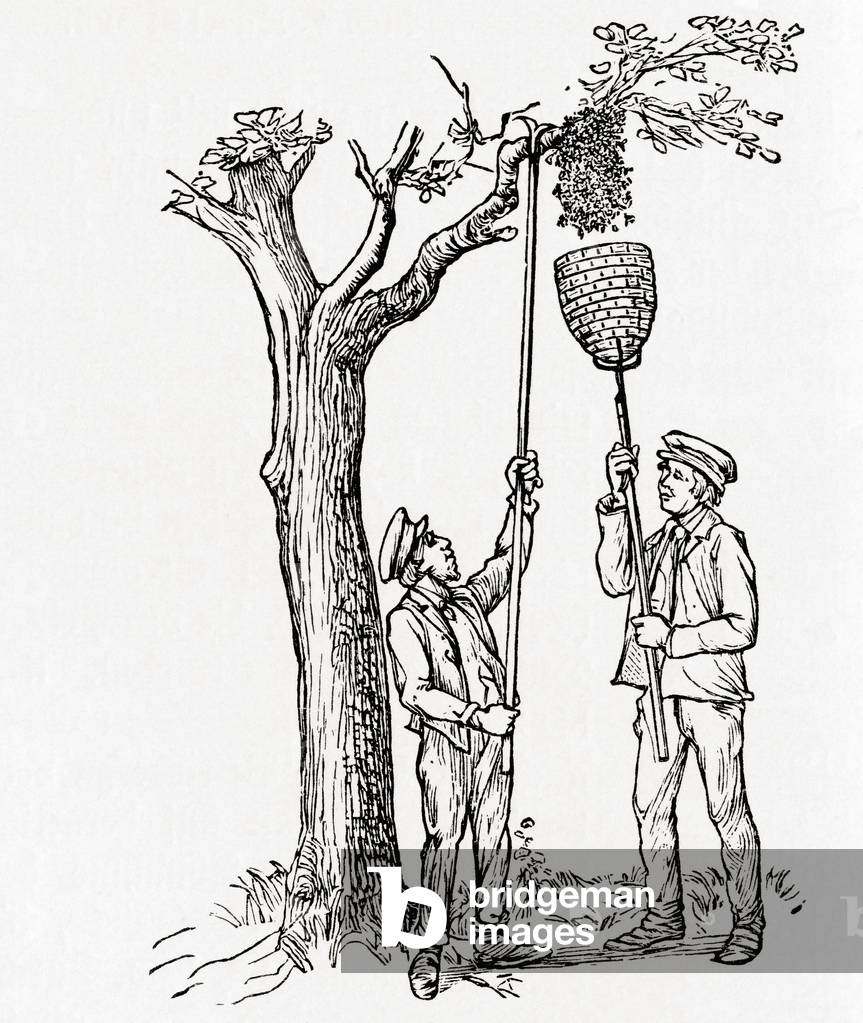 Beekeepers capturing a swarm of bees, from Meyers Lexicon, pub. 1924 (print)