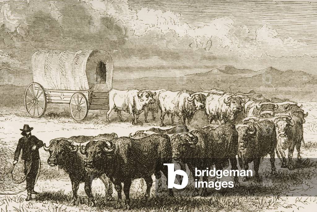 A Bullock Wagon Crossing the Great Plains, 1876 (engraving)