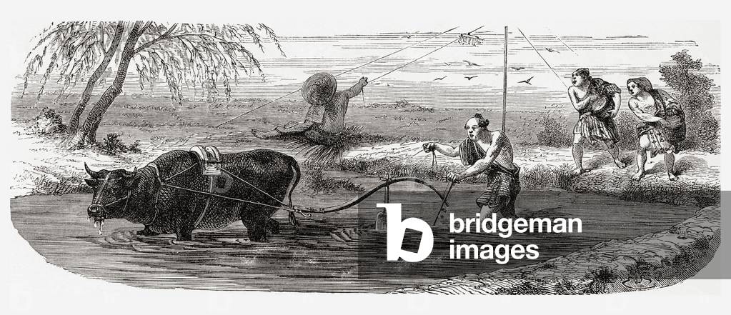 Worker using a water buffalo for the cultivation of rice in Japan in the 19th century.