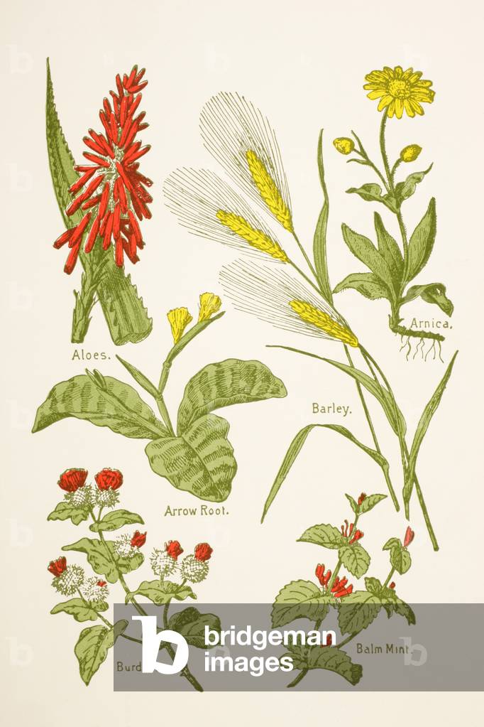 Medicinal herbs and plants, from 'Virtue's Household Physician', published in 1924 (colour litho)
