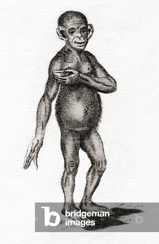 Chimpanzee (engraving)