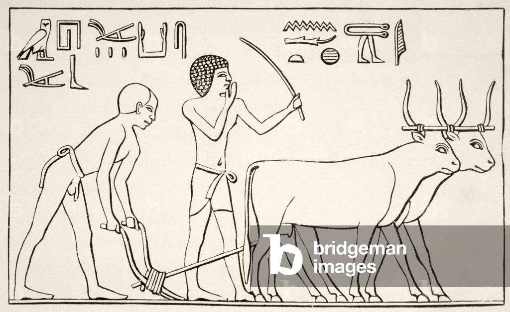 Ploughing in Upper Egypt, after a bas-relief on an Egyptian monument, from 'Afrika, dets Opdagelse, Erobring og Kolonisation', published 1901 in Copenhagen (litho)