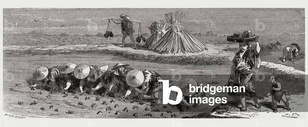 Cultivation of rice in Japan in the 19th century.  From El Mundo en la Mano published 1875.