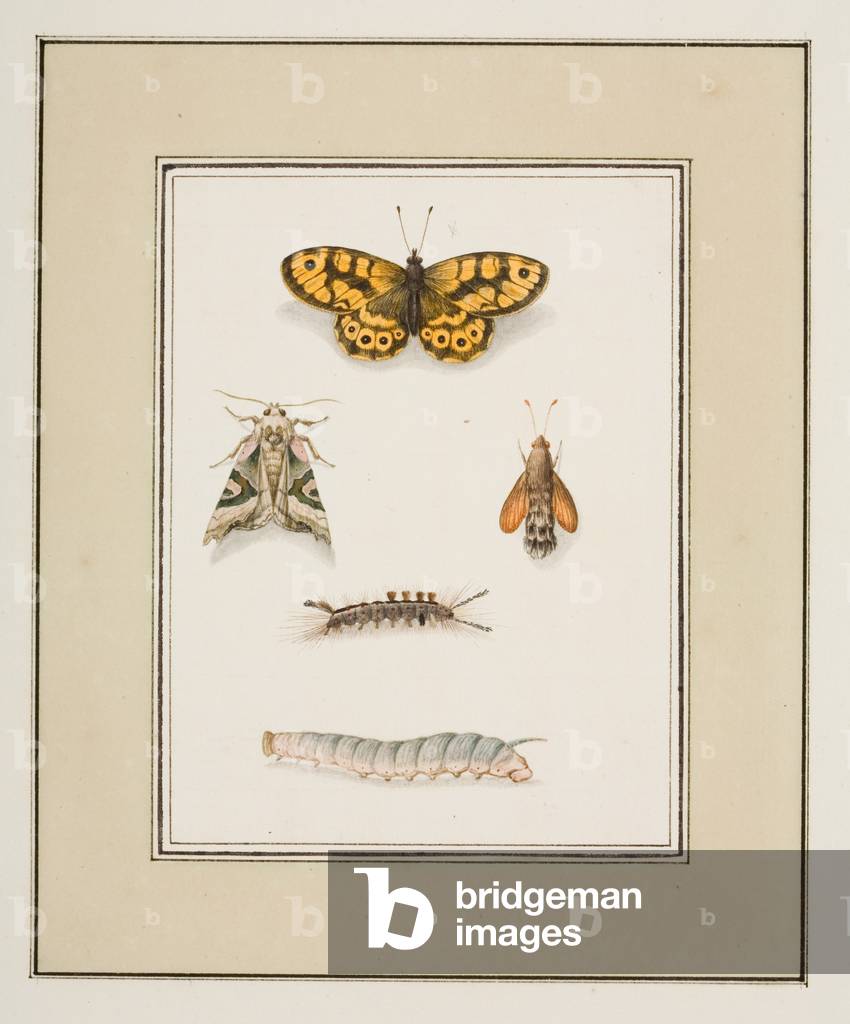 Butterflies, Moths and Caterpillars, c.1755-65 (w/c on paper) 
