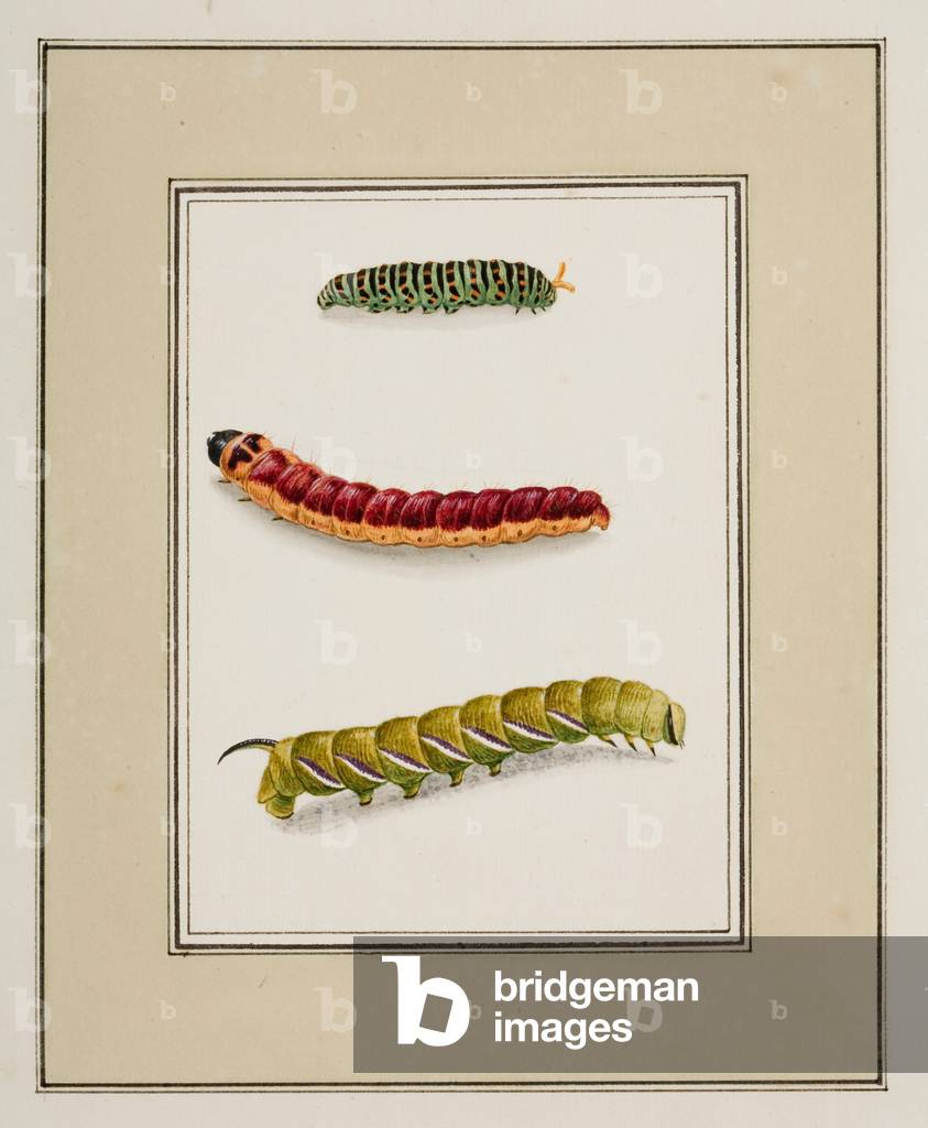 Caterpillars, c.1755-65 (w/c on paper) 