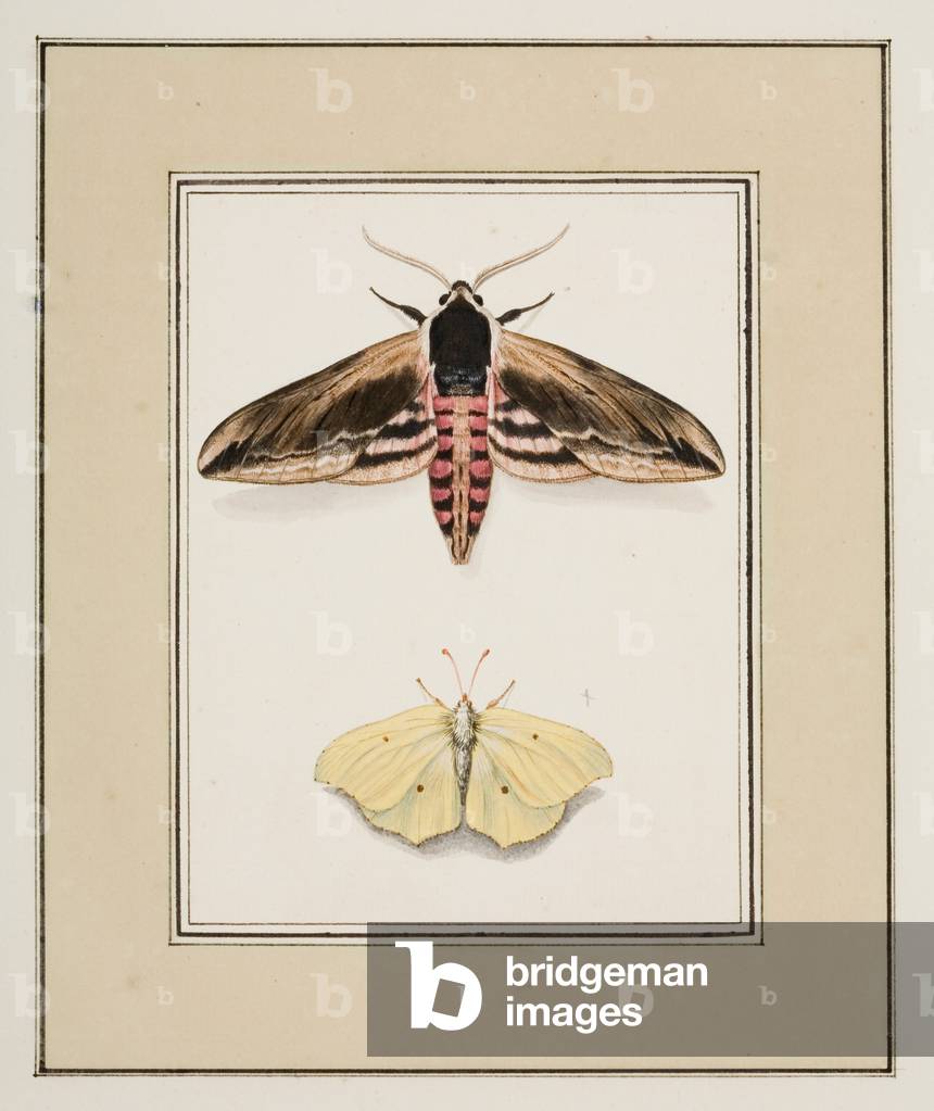 Privet Hawk Moth and Common Brimstone, c.1755-65 (w/c on paper)
