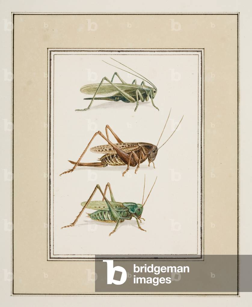 Grasshoppers, c.1755-65 (w/c on paper) 