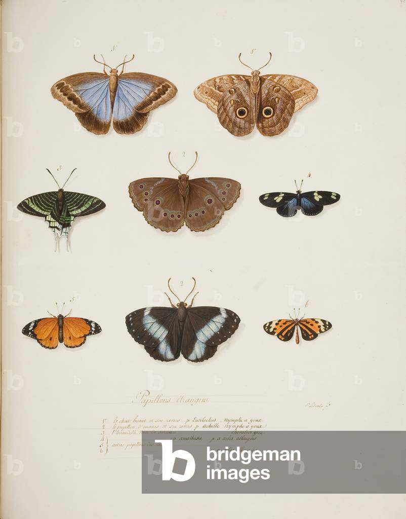 Foreign Butterflies, c.1755-65 (w/c on paper) 