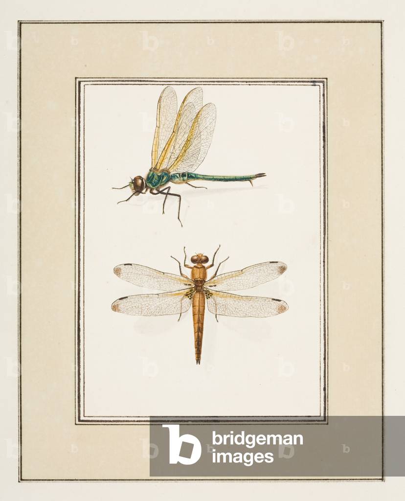 Dragonflies, c.1755-65 (w/c on paper) 