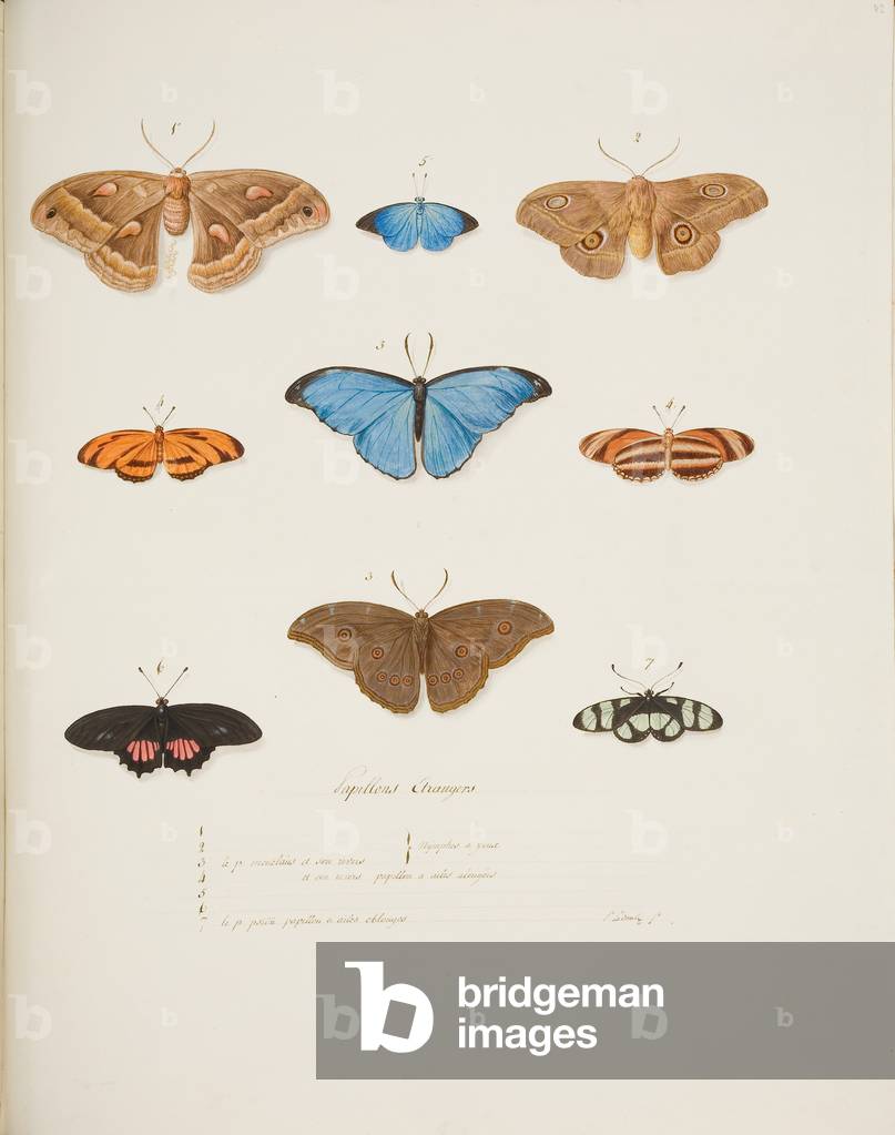 Foreign Butterflies, c.1755-65 (w/c on paper) 