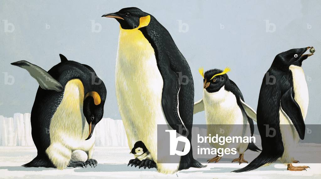 Penguins