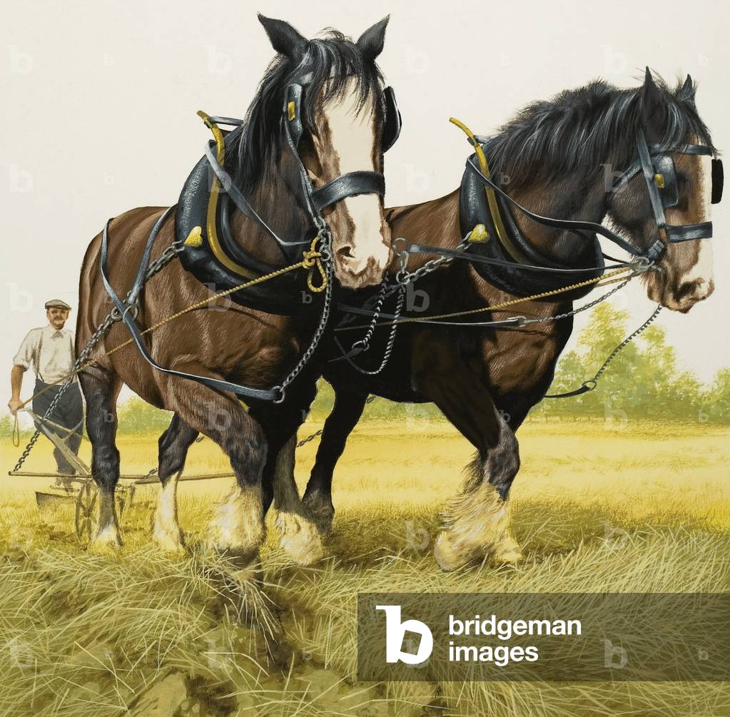 Farm Horses