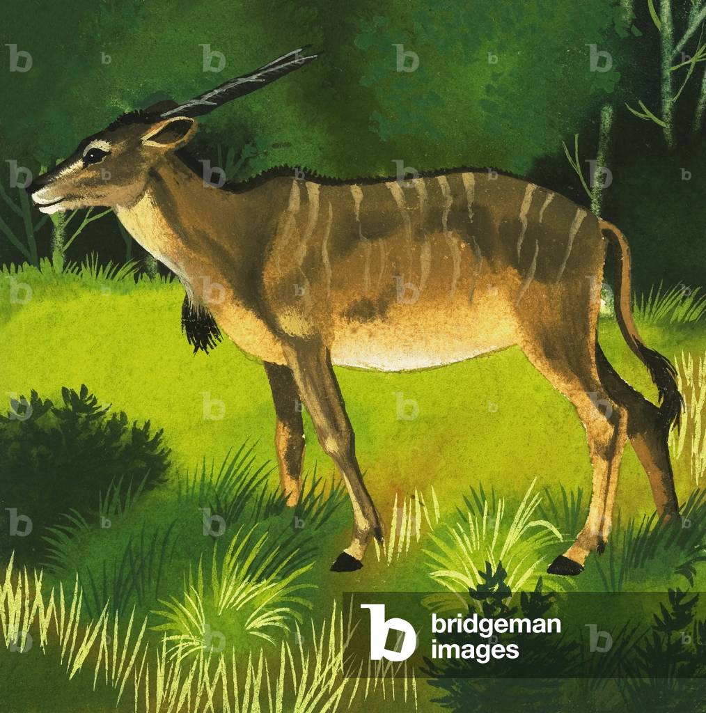 Eland antelope
