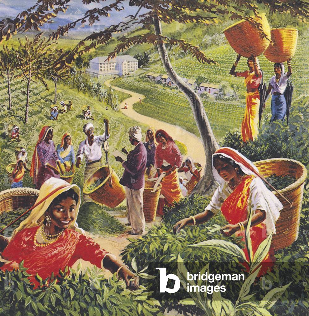 Tea plantation in Ceylon, 1960s. (colour litho)