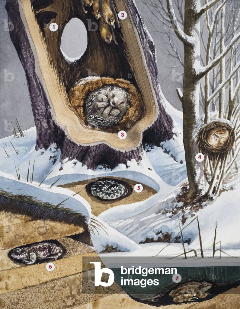 Hibernation