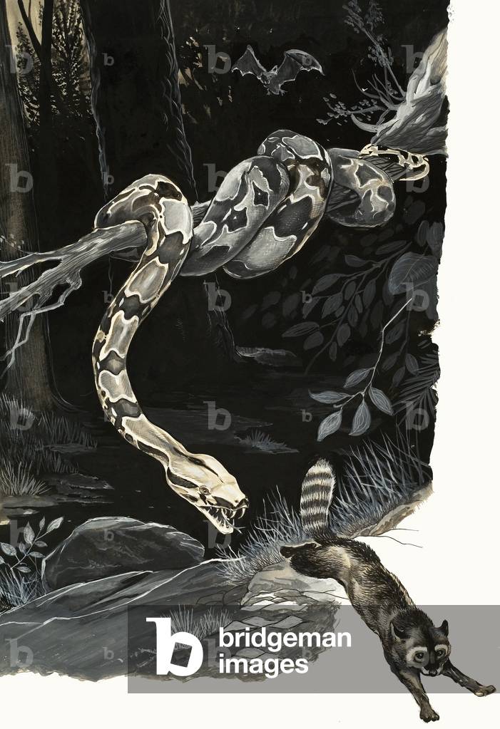 Wonders of Nature: Snake That Once Had Legs