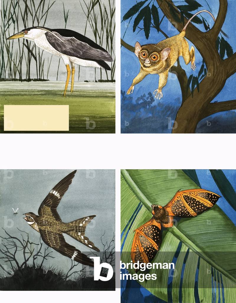 All Sorts of Night Creatures