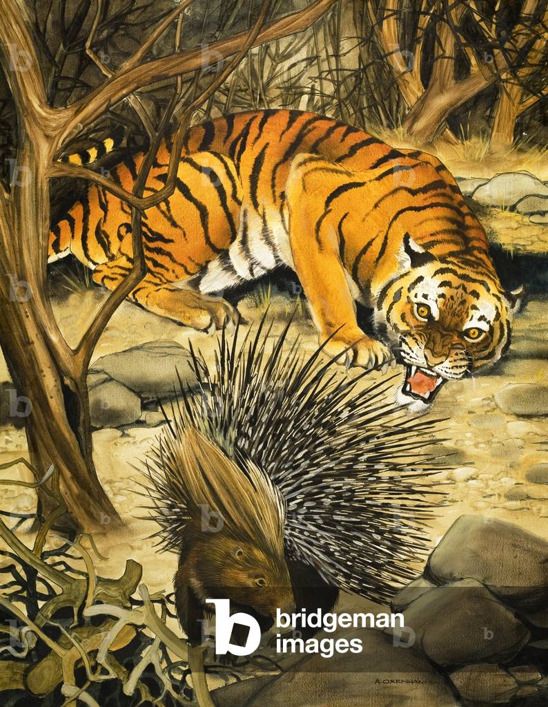 Tigre e Istrice (gouache su carta)