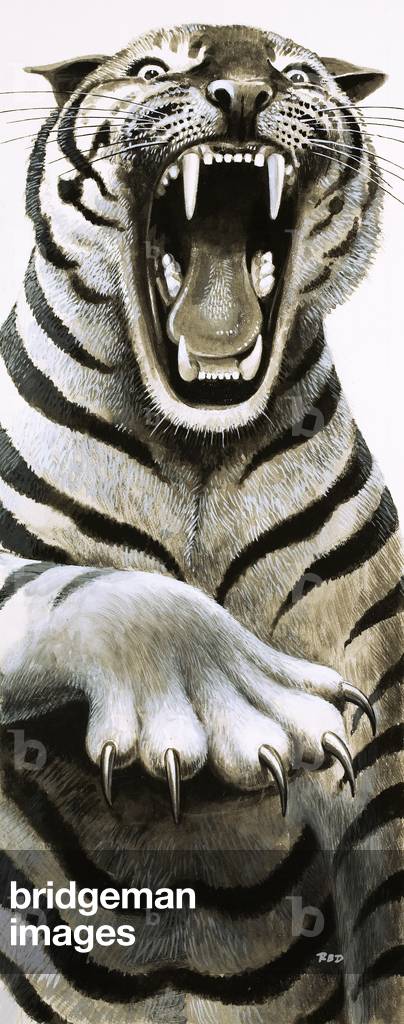 Tooth and Claw, 1972 (gouache on paper)