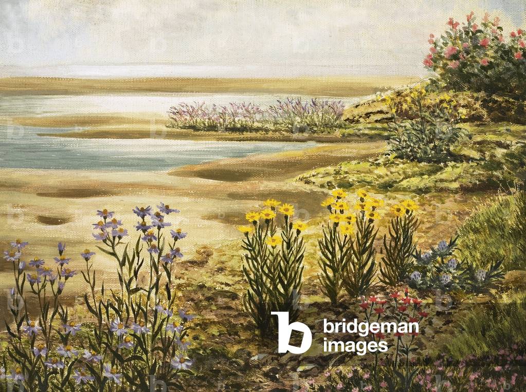 British salt-marsh flowers