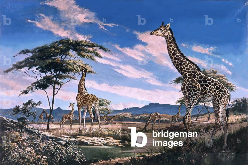 Giraffes in Africa