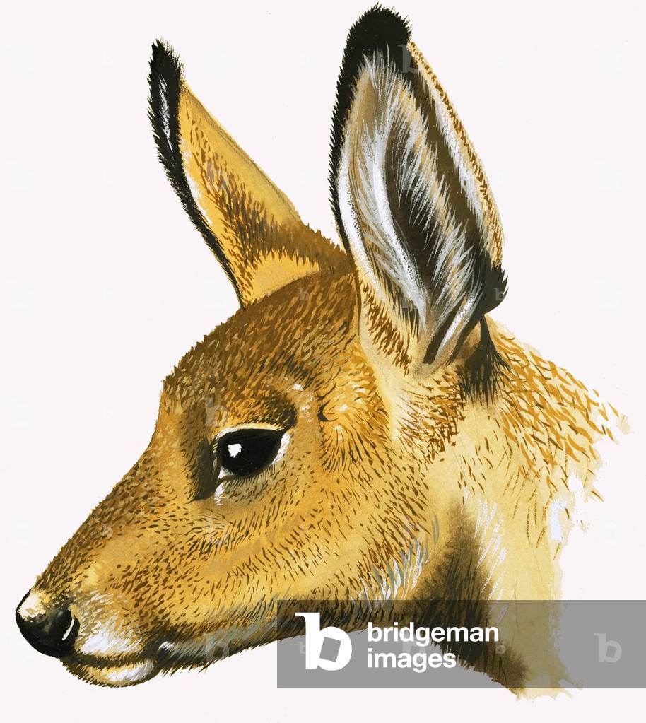 Immagine di Dipinto "capriolo", 20th Secolo di David Pratt