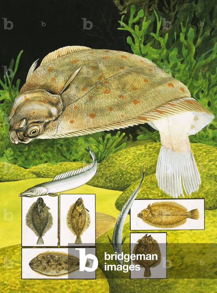 Nature's Kingdom: The Fish That Go Flat Out