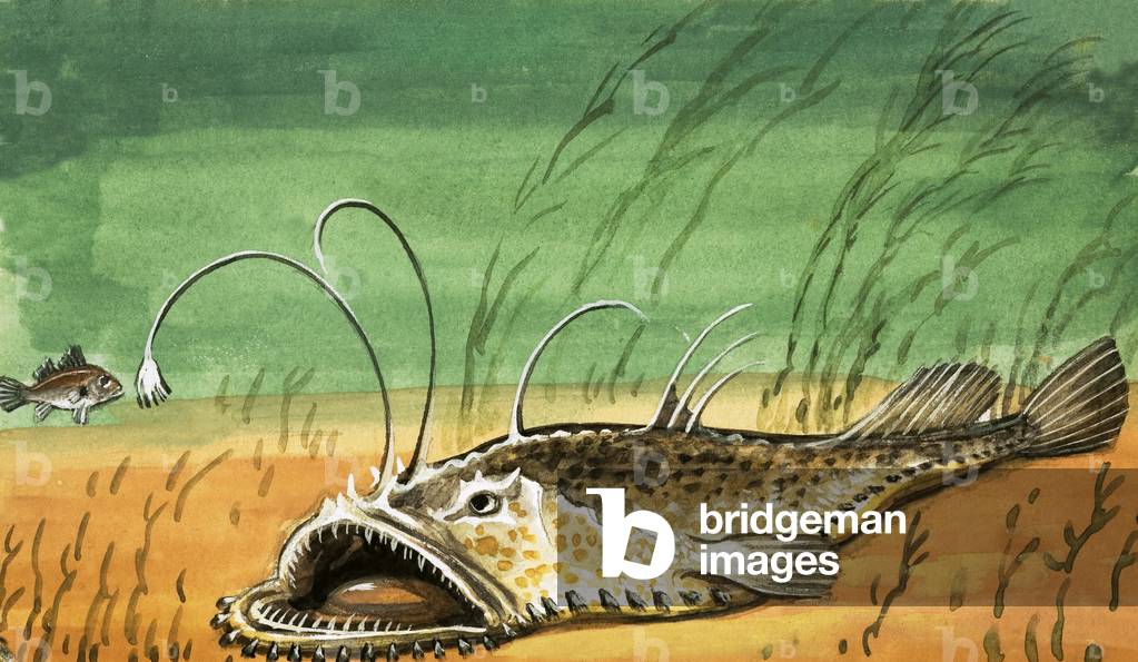 Pesce non identificato