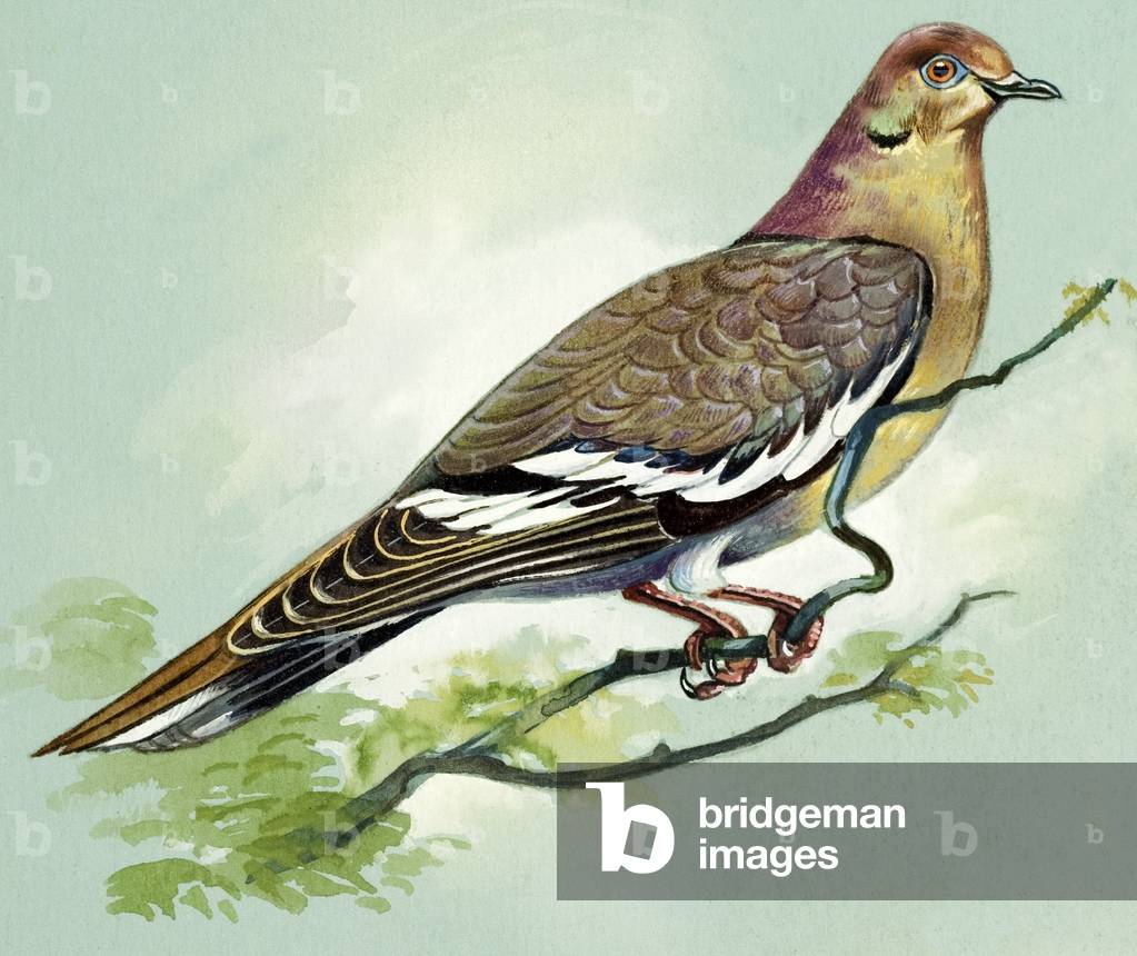 Immagine di Dipinto "Colomba alata bianca (gouache su carta)", 20th Secolo di Bert Illoss