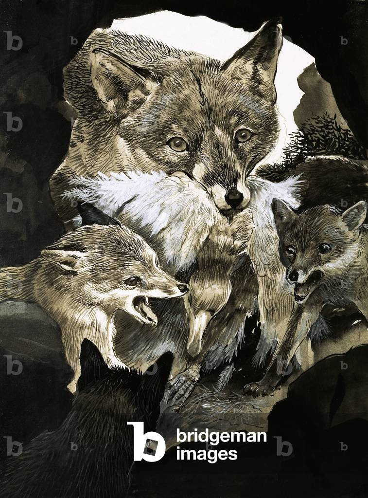 Immagine di Dipinto "Fox consegna cibo ai suoi cuccioli", 20th Secolo di English School