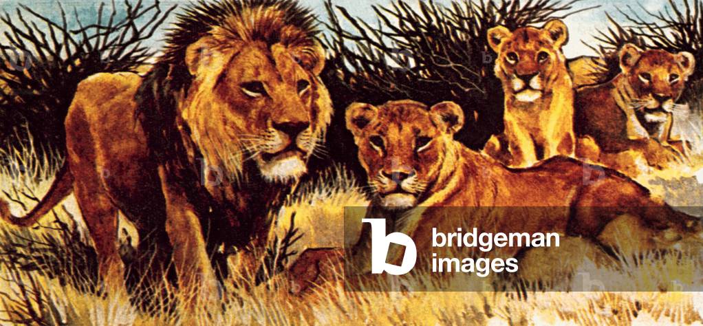 A pride of lions