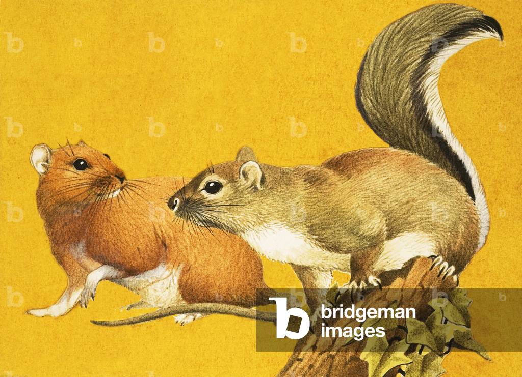 marrone ratto e grigio scoiattolo