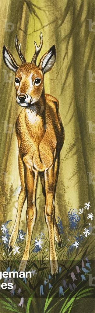 The Roe Deer
