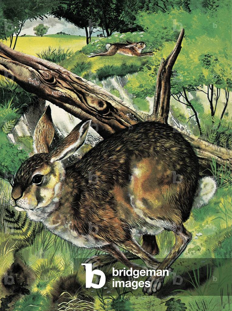 Hare running