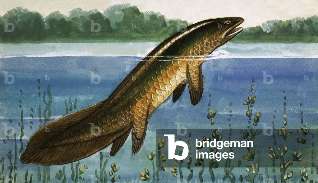 Unidentified fish