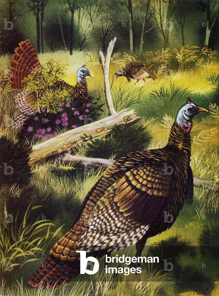 Wild turkeys (colour litho)