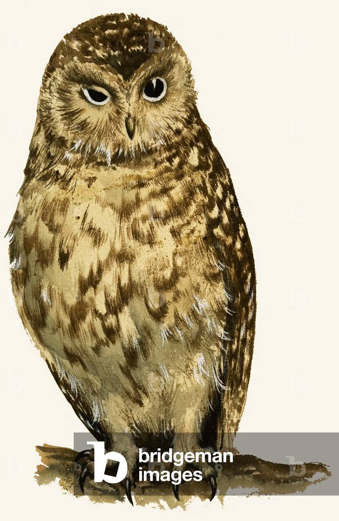 Owl