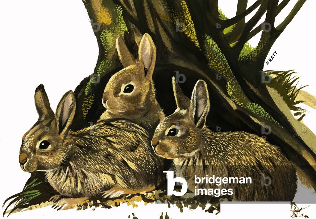 Bild von Gemälde "Kaninchen", 20. Jahrhundert von English School