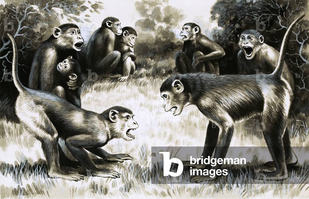 Tooth and Claw: Troops of monkeys