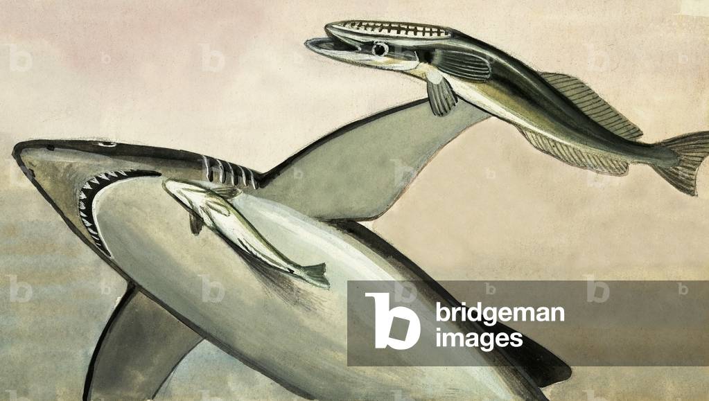 Unidentified shark and fish