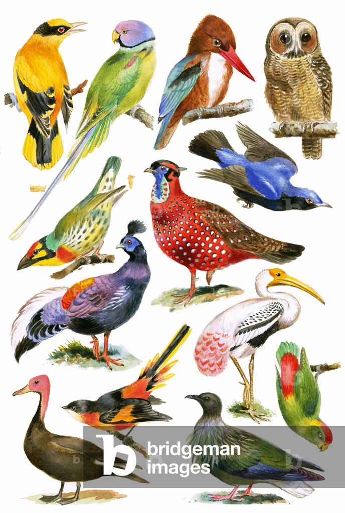 Birds