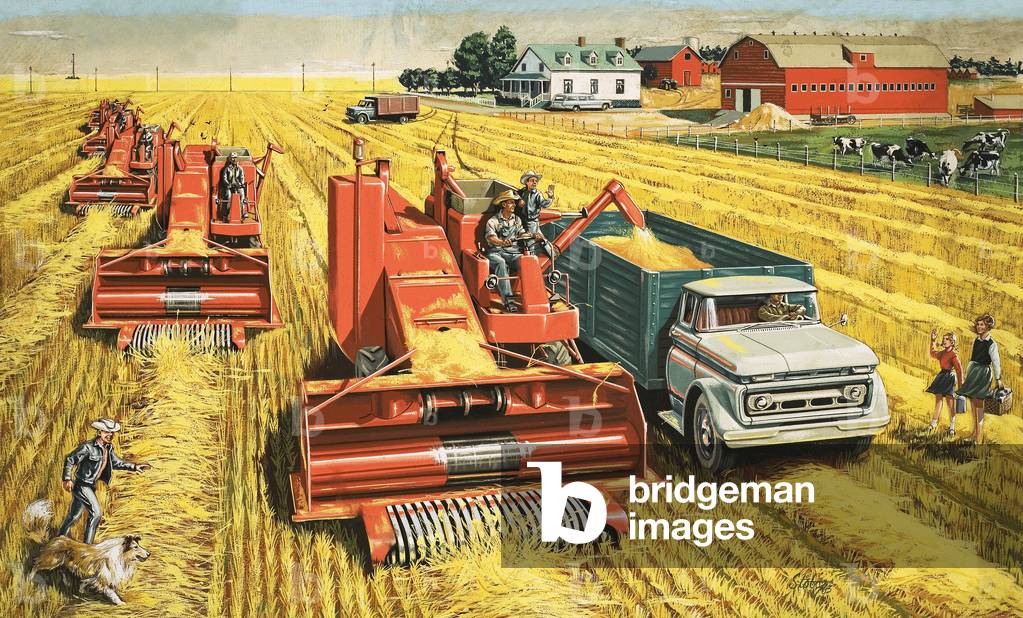 Combine harvesters harvest wheat on the vast plains of Canada