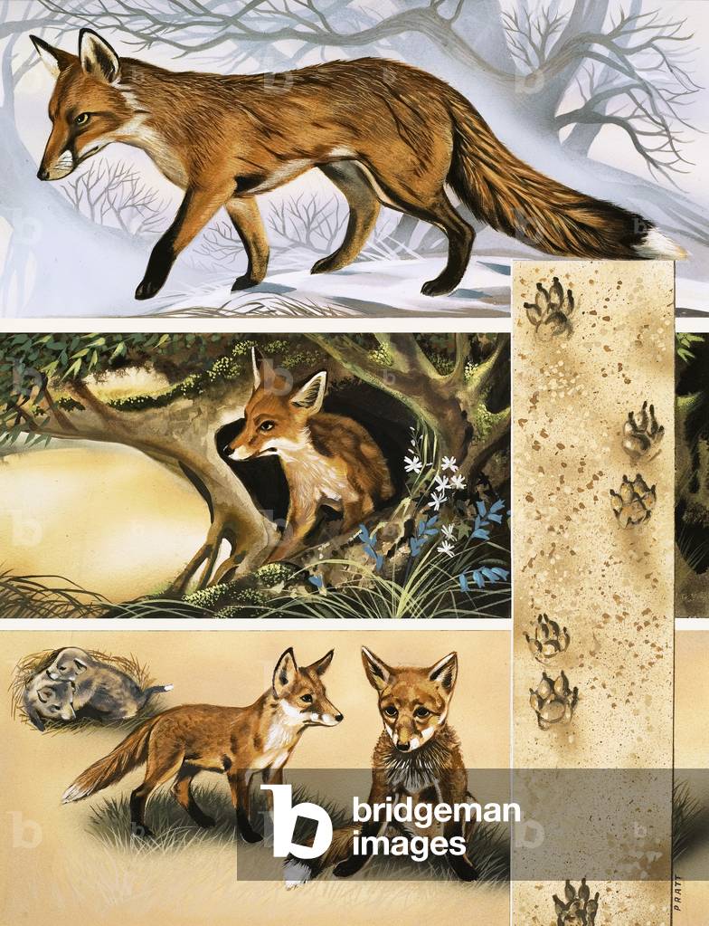 Image of Painting depicting The Fox, 20th century by David Pratt
