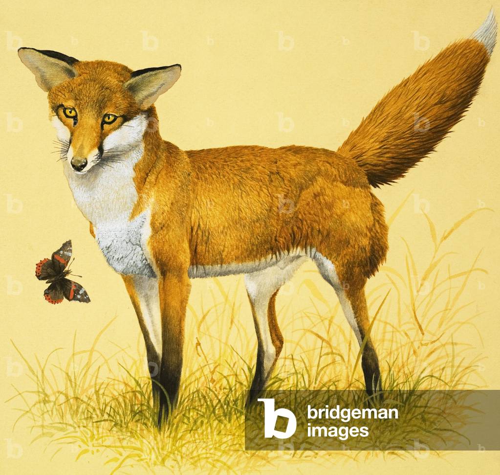 Fox and Butterfly