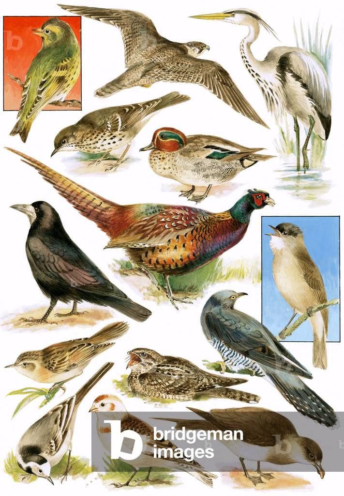 British birds