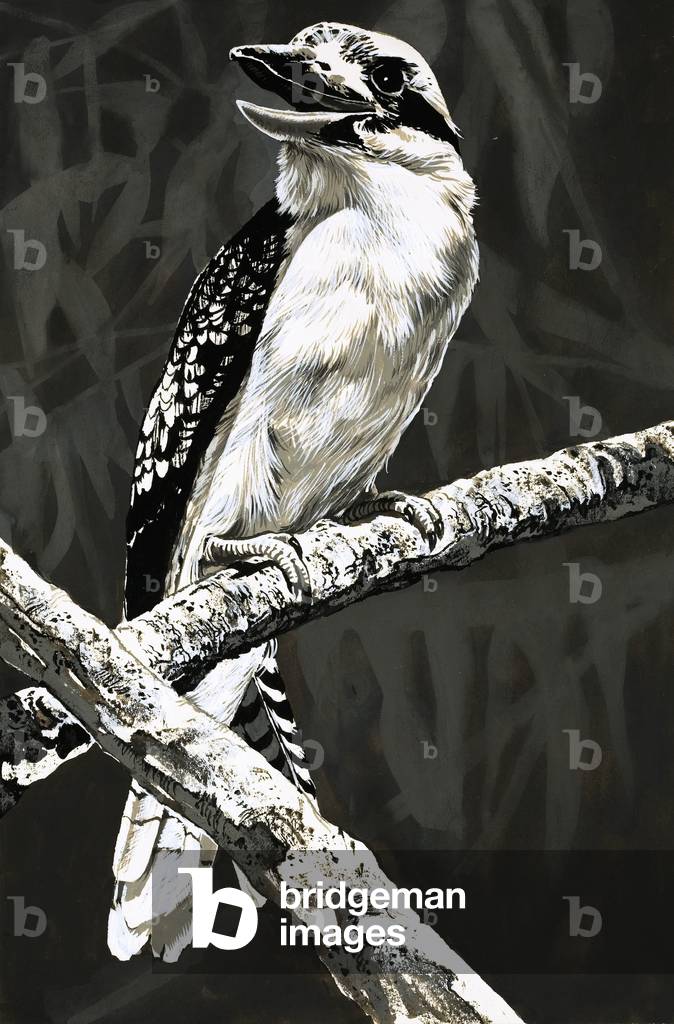 The Kookaburra