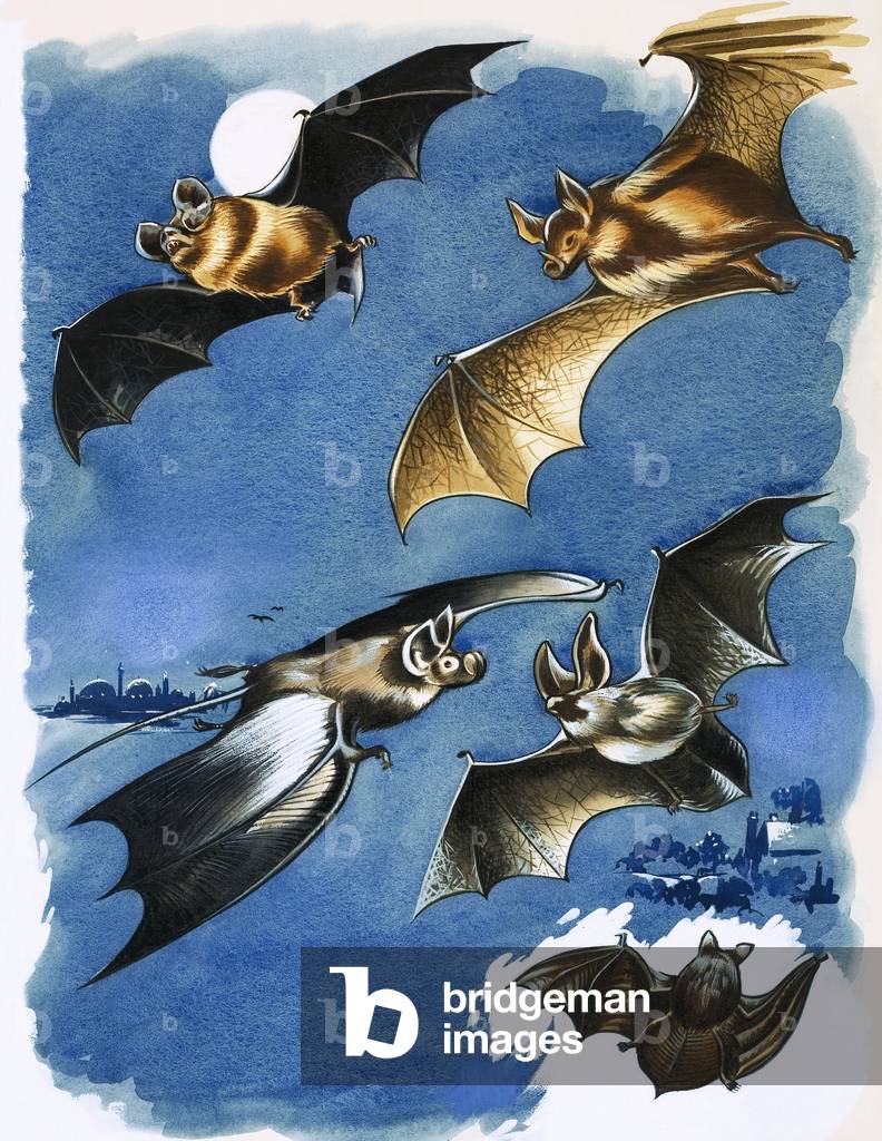 Different species of bat